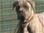 Halzo - Triola Cane Corso